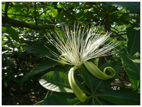 馬拉巴栗開花